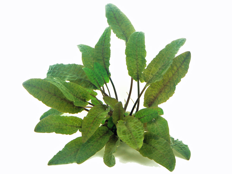 Brauner Wasserkelch - Cryptocoryne wendtii 'Braun'